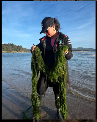 seaweed foraging oregon coast iron fibre gut health holiday vacation ocean health vitality