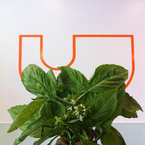 Welcome to our Umami Blog