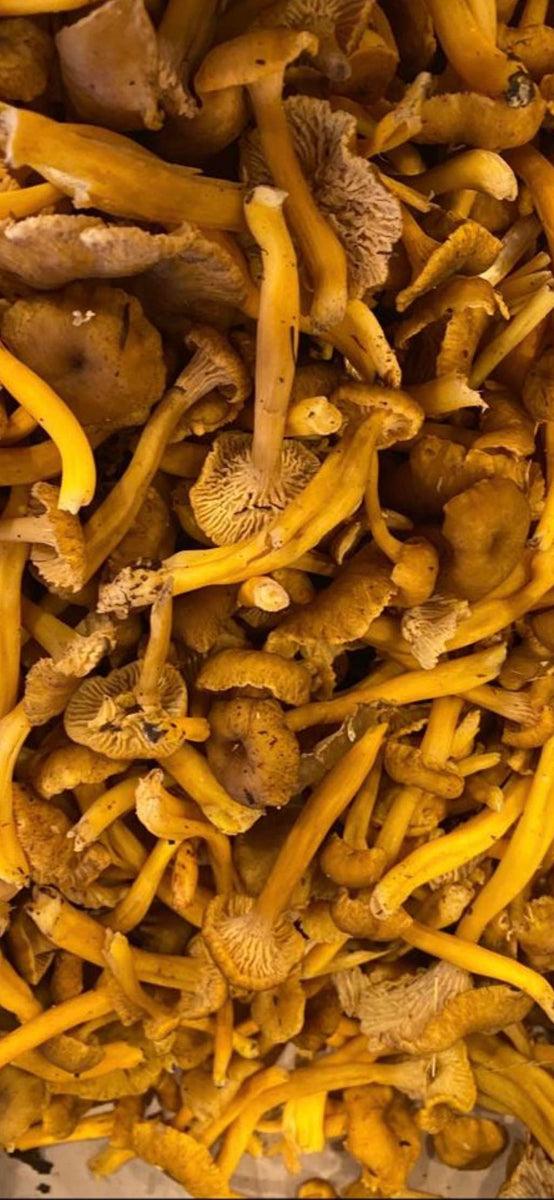 Chanterelles per pound Umami Shop Canada