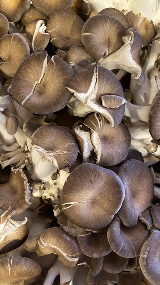 ORGANIC Velvet Oyster Mushroom